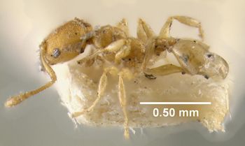 Media type: image;   Entomology 32141 Aspect: habitus lateral view